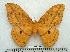  (Pseudantheraea imperator - BC-MN0116)  @15 [ ] Copyright (2010) M. Newport Research Collection of Mike Newport