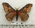  ( - BC-MN0127)  @14 [ ] Copyright (2010) M. Newport Research Collection of Mike Newport