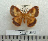  ( - BC-MN0148)  @11 [ ] Copyright (2010) M. Newport Research Collection of Mike Newport