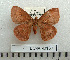  (Decachorda seydeli - BC-MN0150)  @14 [ ] Copyright (2010) M. Newport Research Collection of Mike Newport