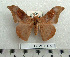  (Orthogonioptilum garnieri - BC-MN0155)  @14 [ ] Copyright (2010) M. Newport Research Collection of Mike Newport