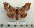 (Holocerina rhodesiensis - BC-MN0173)  @14 [ ] Copyright (2010) M. Newport Research Collection of Mike Newport