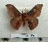  ( - BC-MN0179)  @11 [ ] Copyright (2010) M. Newport Research Collection of Mike Newport