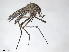  (Aedes theobaldi - VAITC4302A)  @15 [ ] CreativeCommons - Attribution Non-Commercial (2014) Jana Batovska Department of Primary Industries