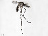  (Aedes tremulus - VAITC4334)  @15 [ ] CreativeCommons - Attribution Non-Commercial (2014) Jana Batovska Department of Primary Industries