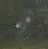  (Glebinae - BOLD-3K5CJEBH0)  @11 [ ] Copyright (2017) LifeScanner Unspecified