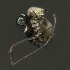  (Acropsopilionidae - BOLD-3MFX76P85)  @11 [ ] Copyright (2018) LifeScanner LifeScanner