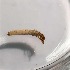  (Ecclisomyia bilera - BOLD-0FRATSB59)  @12 [ ] Copyright (2017) Unspecified Unspecified