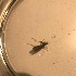  (Rhyacophila lurella - BOLD-3KMJTLI75)  @11 [ ] Copyright (2018) Unspecified LifeScanner