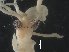  (Abraliopsis sp - MOCAR700-C06)  @11 [ ] CreativeCommons  Attribution Non-Commercial Share-Alike (2019) (2015) Lourdes Vasquez-Yeomans El Colegio de la Frontera Sur