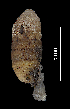  (Abida cylindrica - MZB 2017-0717-1)  @11 [ ] CreativeCommons - Attribution Share-Alike (2019) Unspecified Museu de Ciencies Naturals de Barcelona - Zoology