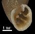  (Abida secale andorrensis - MZB 2017-0730-1)  @11 [ ] CreativeCommons - Attribution Share-Alike (2019) Unspecified Museu de Ciencies Naturals de Barcelona - Zoology