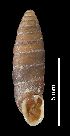  (Abida secale lilietensis - MZB 2017-0734-1)  @11 [ ] CreativeCommons - Attribution Share-Alike (2019) Unspecified Museu de Ciencies Naturals de Barcelona - Zoology