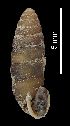  (Abida secale meridionalis - MZB 2017-0736-1)  @11 [ ] CreativeCommons - Attribution Share-Alike (2019) Unspecified Museu de Ciencies Naturals de Barcelona - Zoology