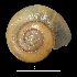  (Aegopinella epipedostoma - MZB-2017-0739)  @11 [ ] CreativeCommons - Attribution Share-Alike (2021) Unspecified Museu de Ciencies Naturals de Barcelona, Zoological Collections