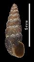  (Chondrina farinesii - MZB 2017-0785-1)  @11 [ ] CreativeCommons - Attribution Share-Alike (2019) Unspecified Museu de Ciencies Naturals de Barcelona - Zoology