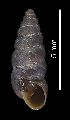  (Chondrina farinesii massotiana - MZB 2017-0789-1)  @11 [ ] CreativeCommons - Attribution Share-Alike (2019) Unspecified Museu de Ciencies Naturals de Barcelona - Zoology