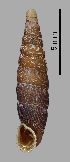  (Clausilia rugosa reboudii - MZB-2017-0807)  @11 [ ] CreativeCommons - Attribution Share-Alike (2021) Unspecified Museu de Ciencies Naturals de Barcelona, Zoological Collections