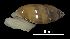  (Ferussacia folliculus - MZB 2017-0850-1)  @11 [ ] CreativeCommons - Attribution Share-Alike (2019) Unspecified Museu de Ciencies Naturals de Barcelona - Zoology
