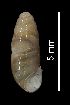  (Azecidae - MZB 2017-0882-2)  @11 [ ] CreativeCommons - Attribution Share-Alike (2019) Unspecified Museu de Ciencies Naturals de Barcelona - Zoology