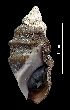  (Melanopsis tricarinata - MZB 2017-0901-1)  @11 [ ] CreativeCommons - Attribution Share-Alike (2019) Unspecified Museu de Ciencies Naturals de Barcelona - Zoology