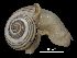  (Pseudotachea splendida - MZB 2017-0939-1)  @11 [ ] CreativeCommons - Attribution Share-Alike (2021) Unspecified Museu de Ciencies Naturals de Barcelona, Zoological Collections