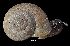  (Pyrenaearia organiaca - MZB 2017-0950-1)  @11 [ ] CreativeCommons - Attribution Share-Alike (2019) Unspecified Museu de Ciencies Naturals de Barcelona - Zoology