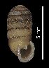  (Sphyradium doliolum - MZB 2017-0965-1)  @11 [ ] CreativeCommons - Attribution Share-Alike (2019) Unspecified Museu de Ciencies Naturals de Barcelona - Zoology