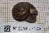  (Arianta arbustorum arbustorum - MNHN-IM-2013-77109)  @11 [ ] CC-By (2022) Olivier Gargominy Museum national d'Histoire naturelle, Paris
