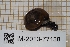  (Helicigona lapicida - MNHN-IM-2013-77138)  @11 [ ] CC-By (2022) Olivier Gargominy Museum national d'Histoire naturelle, Paris