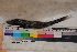  (Bathypterois atricolor - MOP110077)  @11 [ ] CreativeCommons - Attribution Non-Commercial (2011) Smithsonian Institution Smithsonian Institution