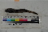  (Chiasmodon subniger - MOP110141)  @11 [ ] CreativeCommons - Attribution Non-Commercial (2011) Smithsonian Institution Smithsonian Institution