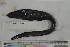  (Ariosoma prorigerum - MOP110264)  @11 [ ] CreativeCommons - Attribution Non-Commercial (2011) Smithsonian Institution Smithsonian Institution