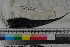  (Nezumia latirostrata - MOP110573)  @11 [ ] CreativeCommons - Attribution Non-Commercial (2011) Smithsonian Institution Smithsonian Institution