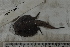  (Dibranchus nudivomer - MOP110733)  @11 [ ] CreativeCommons - Attribution Non-Commercial (2011) Smithsonian Institution Smithsonian Institution