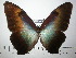  (Morpho cisseis - BC-FMP-2188)  @14 [ ] Copyright (2011) Frank Meister Research Collection of Frank Meister