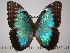  (Morpho helenor corydon - BC-FMP-2213)  @14 [ ] Copyright (2011) Frank Meister Research Collection of Frank Meister