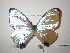  (Morpho sulkowskyi eros - BC-FMP-2260)  @13 [ ] Copyright (2011) Frank Meister Research Collection of Frank Meister