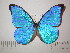  (Morpho anaxibia - BC-FMP-2270)  @11 [ ] Copyright (2011) Frank Meister Research Collection of Frank Meister