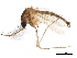  (Culex tritaeniorhynchus - SSAPU-MOS-0040)  @15 [ ] CreativeCommons - Attribution (2019) CBG Photography Group Centre for Biodiversity Genomics