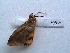  ( - MOTH140b)  @12 [ ] Copyright (2011) Aditi S Shere Kharwar Paul Hebert Centre for DNA Barcoding and Biodiversity Studies