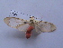  ( - MOTH150b)  @13 [ ] Copyright (2011) Aditi S Shere Kharwar Paul Hebert Centre for DNA Barcoding and Biodiversity Studies