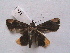  ( - MOTH221b)  @13 [ ] Copyright (2011) Aditi S Shere Kharwar Paul Hebert Centre for DNA Barcoding and Biodiversity Studies