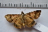  ( - MOTH630)  @13 [ ] Copyright (2012) Aditi S Shere Kharwar Paul Hebert Centre for DNA Barcoding and Biodiversity Studies