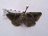  (Trigonodes disjuncta - MOTH188)  @13 [ ] Copyright (2011) Aditi S. Shere-Kharwar Paul Hebert Centre for DNA Barcoding and Biodiversity Studies (PHCDBBS)