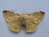  (Eupterote fabia - MOTH219)  @12 [ ] Copyright (2011) Aditi S. Shere-Kharwar Paul Hebert Centre for DNA Barcoding and Biodiversity Studies (PHCDBBS)