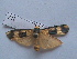  ( - MOTH232)  @11 [ ] Copyright (2011) Aditi S. Shere-Kharwar Paul Hebert Centre for DNA Barcoding and Biodiversity Studies (PHCDBBS)