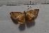  ( - MOTH831)  @13 [ ] Copyright (2013) Aditi S. Shere-Kharwar Paul Hebert Centre for DNA Barcoding and Biodiversity Studies (PHCDBBS)