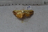  ( - MOTH839)  @12 [ ] Copyright (2013) Aditi S. Shere-Kharwar Paul Hebert Centre for DNA Barcoding and Biodiversity Studies (PHCDBBS)