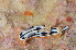  (Chromodoris strigata - ZMBN-121282)  @11 [ ] Creative Commons  CC BY-NC-SA 4.0 (2017) Manuel Malaquias University Museum of Bergen, Natural History Museum of Bergen - Zoological Department